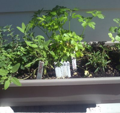 Window Herb Garden
